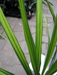 dracaena australis - dračinka australská
