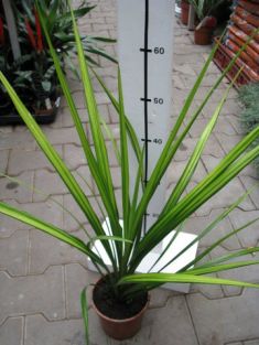 dracaena australis - dračinka australská