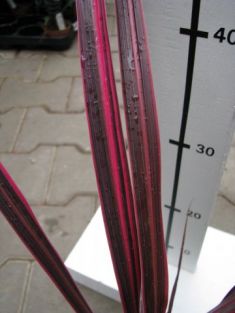 dracaena australis "electric pink"