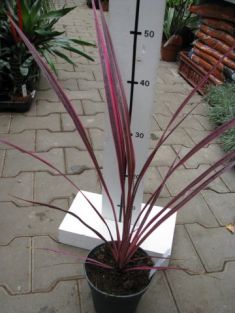 dracaena australis "elektric pink"