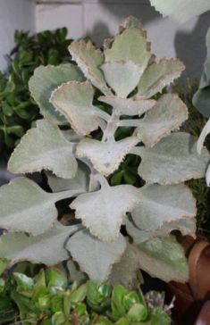 kalanchoe beharensis