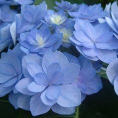 hydrangea YOU&ME® Romance