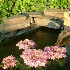 hydrangea YOU&ME® Romance