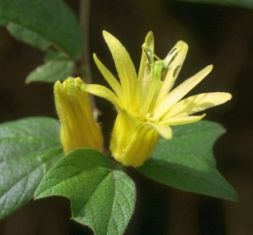 passiflora citrina - mučenka žlutá