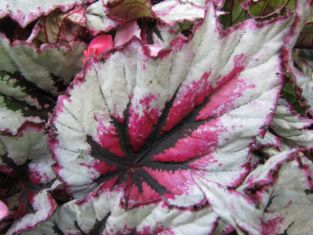 begonia "evening glow"