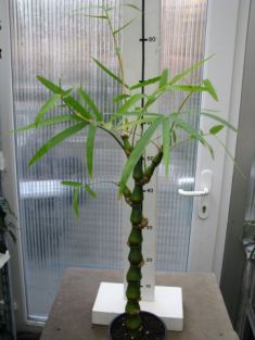 bambusa ventricosa - soudkovitý bambus