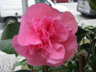 camellia williamsii "debbie" - kamélie