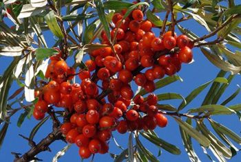 Hippophae rh. "krasavice" - rakytník řešetlákový, odrůdový