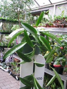 hoya wayetii