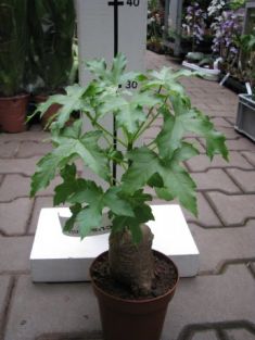 cussonia natalensis