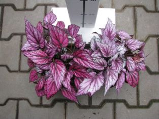 Begonia "hugh mc lachlan"