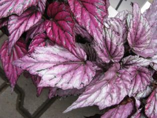 begonia "Hugh Mc Lachlan"