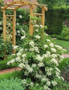 Hydrangea petiolaris - hortenzie řapíkatá pnoucí