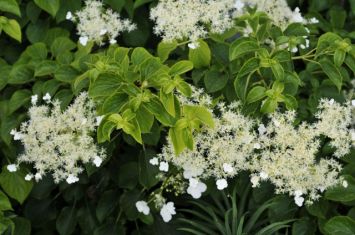 hydrangea petiolaris sub. anomala -hortenzie řapíkatá pnoucí