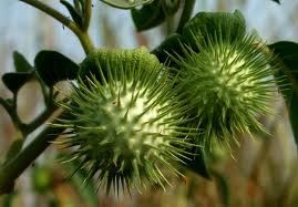 datura metel