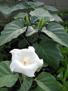 datura metel