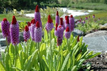 Primula vialii