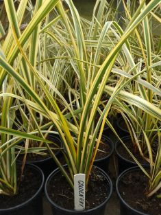 phormium tenax "golden ray"