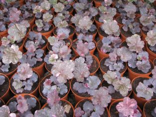 heuchera "midnight rose" - dlužicha