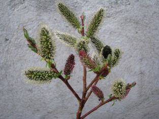 salix melanostachys - černá kočička