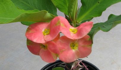 euphorbia millii "rung jarern sab" - trnová koruna hybrid