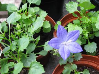 campanula isophylla "napoli"