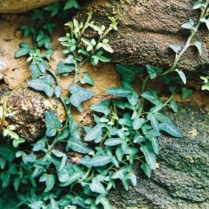 hedera helix "spetchley" - břečťan venkovní