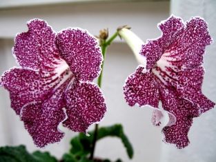 streptocarpus "snowkist strawberry fizz"