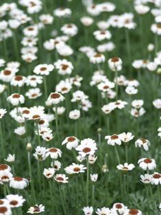 leucanthemum "african eyes" - kopretina