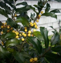 Ilex meserveae "golden girl"