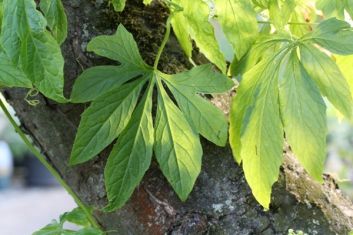 cyclanthera pedata - ačokča , incká okurka