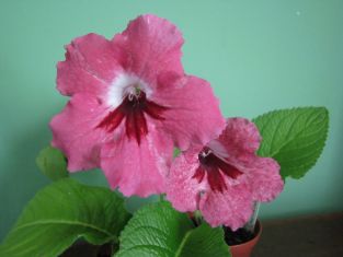 streptocarpus "megapolis"