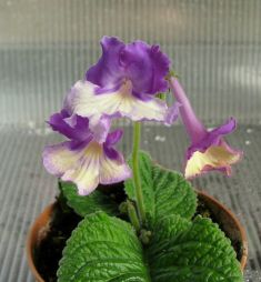 streptocarpus " silvia / fluffy frills"