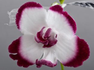 streptocarpus "flirt"