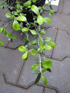 corokia virgata "sunsplash"