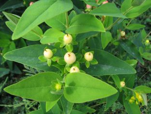 hypericum inodorum - třezalka, žluté plody