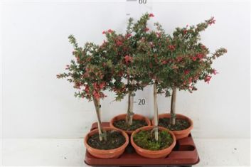 grevillea "clearview david"