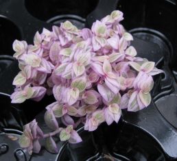 callisia repens "pink panther"