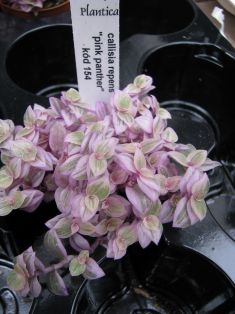 callisia repens "pink panther"