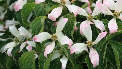 cornus kousa "tsukubi no-mine"