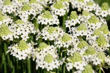 ornithogalum saundersiae - snědek