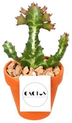 euphorbia lactea