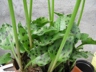 drimiopsis maculata