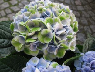 hydrangea macrophylla "revolution magical blue"