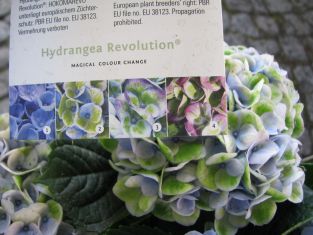 hydrangea macrophylla "revolution magical blue"