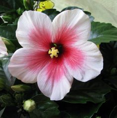 Hibiscus sin. "pink dream"