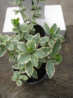 pittosporum tenuifolium " elizabeth"