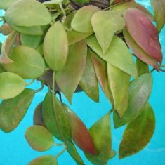 hoya flavida