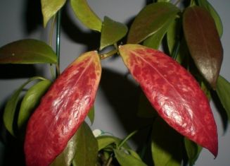 hoya flavida