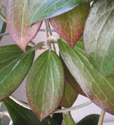 hoya nicholsoniae